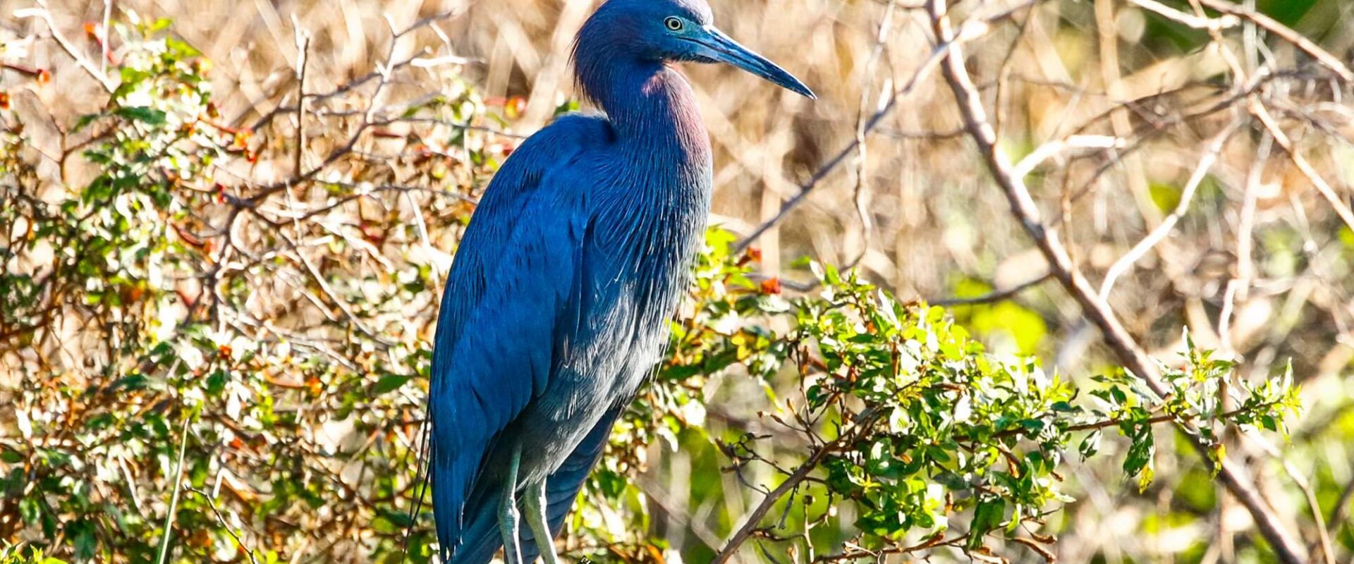 Beautiful course views and holes at Kelly Greens Golf & Country Club located in Southwest Florida
