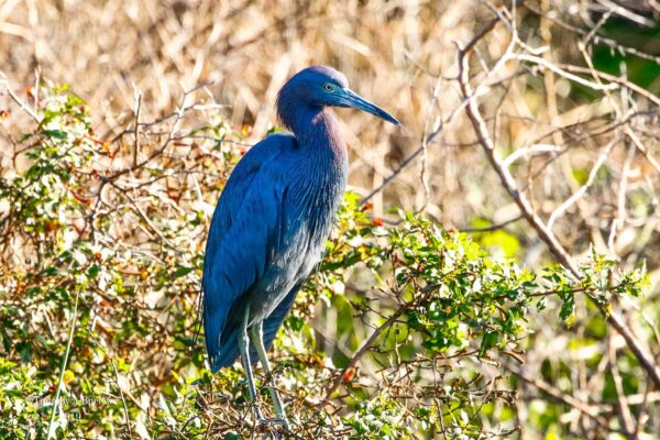 Kelly Greens Golf & Country Club